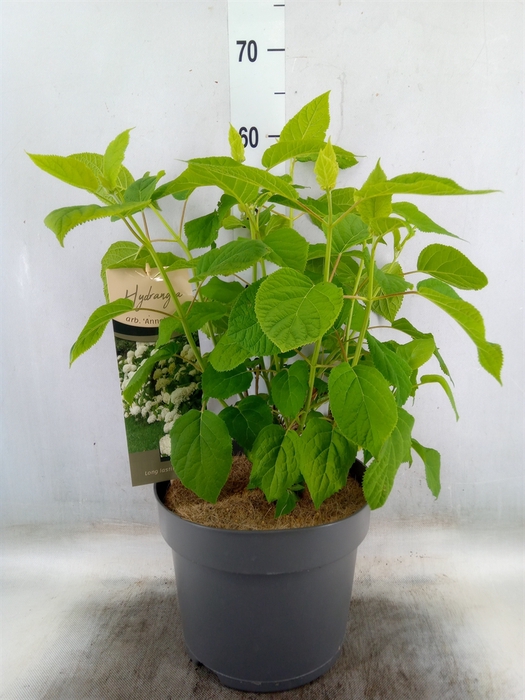 <h4>Hydrangea arbor. 'Annabelle'</h4>