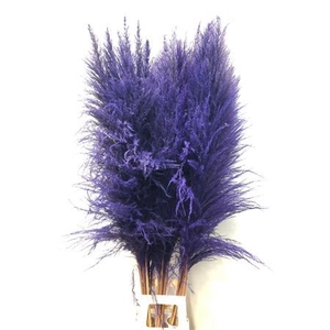 Cortaderia Purple