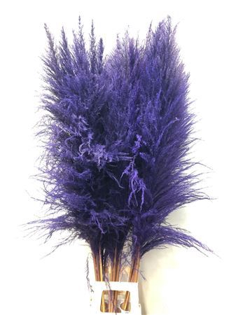 <h4>Cortaderia Purple</h4>