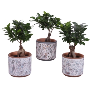 Ficus m. Ginseng Ball Shape Ø12cm in Ø14cm Ceramic Pot Forest