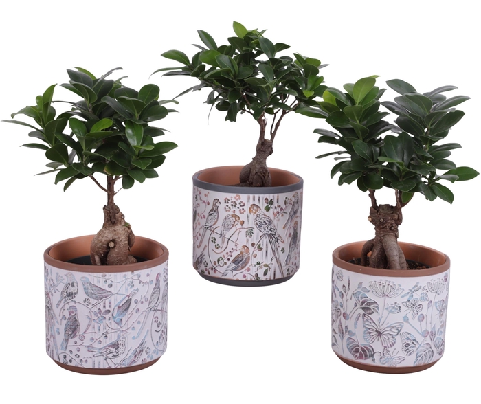<h4>Ficus m. Ginseng Ball Shape Ø12cm in Ø14cm Ceramic Pot Forest</h4>