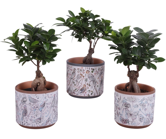 <h4>Ficus m. Ginseng Ball Shape Ø12cm in Ø14cm Ceramic Pot Forest</h4>