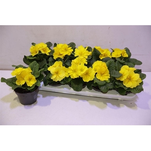 Prim Ac Paradiso Yel