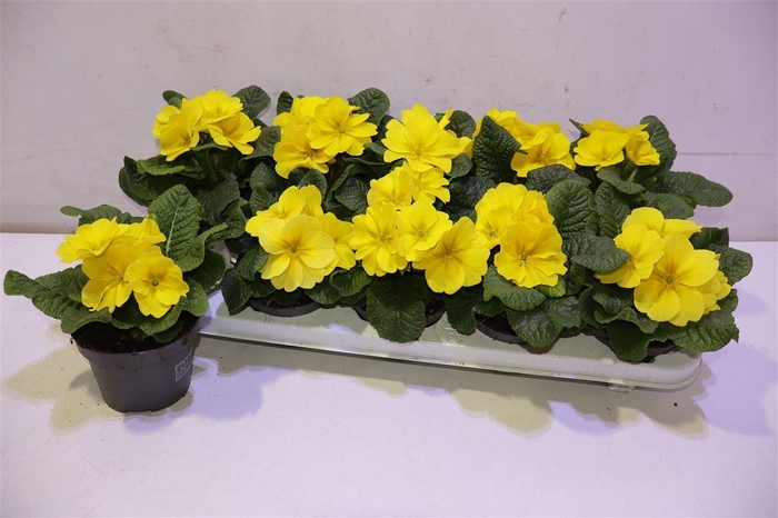 <h4>Prim Ac Paradiso Yel</h4>