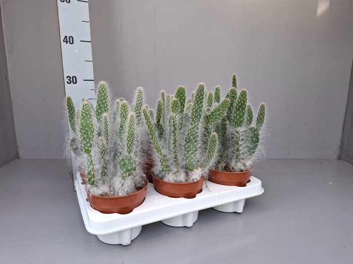 <h4>Opuntia</h4>