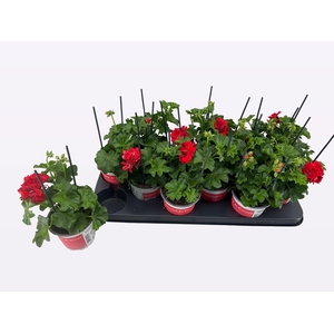 PEL PELT MED GAB RED