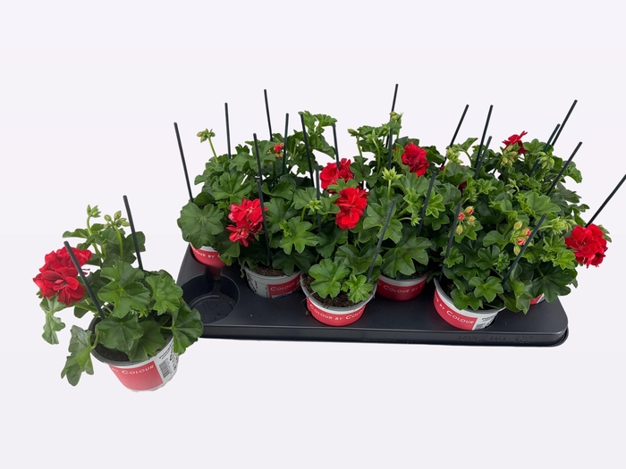 <h4>PEL PELT MED GAB RED</h4>