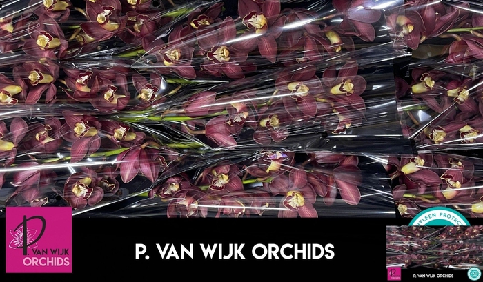 <h4>CYMB T PRIWINE</h4>