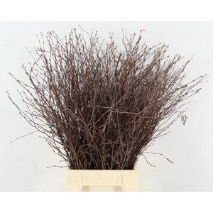 BETULA BS