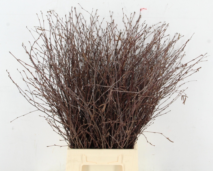 Betula Bs