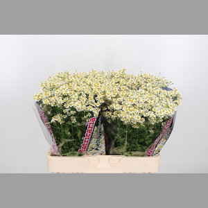 Tanacetum Pa Single Vegmo