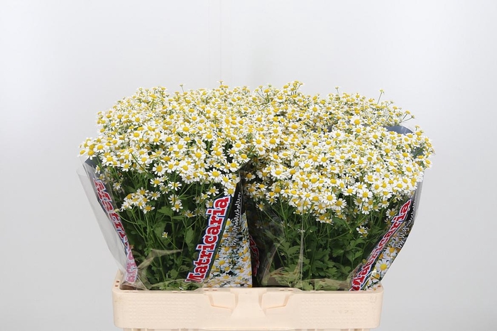 <h4>Tanacetum Pa Single Vegmo</h4>