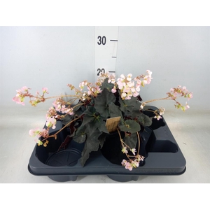 Begonia BD   ...