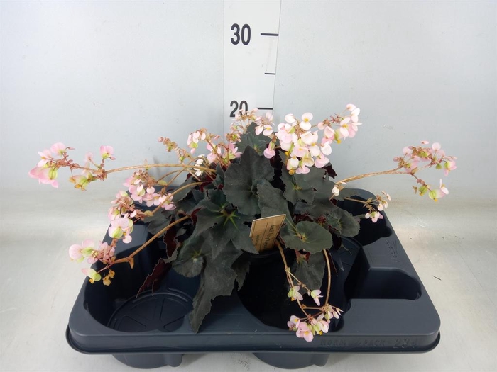 <h4>Begonia BD   ...</h4>