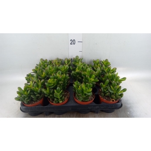 Crassula ovata 'Gandalf'