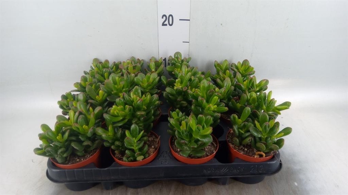 <h4>Crassula ovata 'Gandalf'</h4>