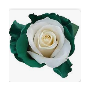 R Gr Tinted White -Green 60cm EC