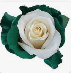 <h4>R Gr Tinted White -Green 60cm EC</h4>