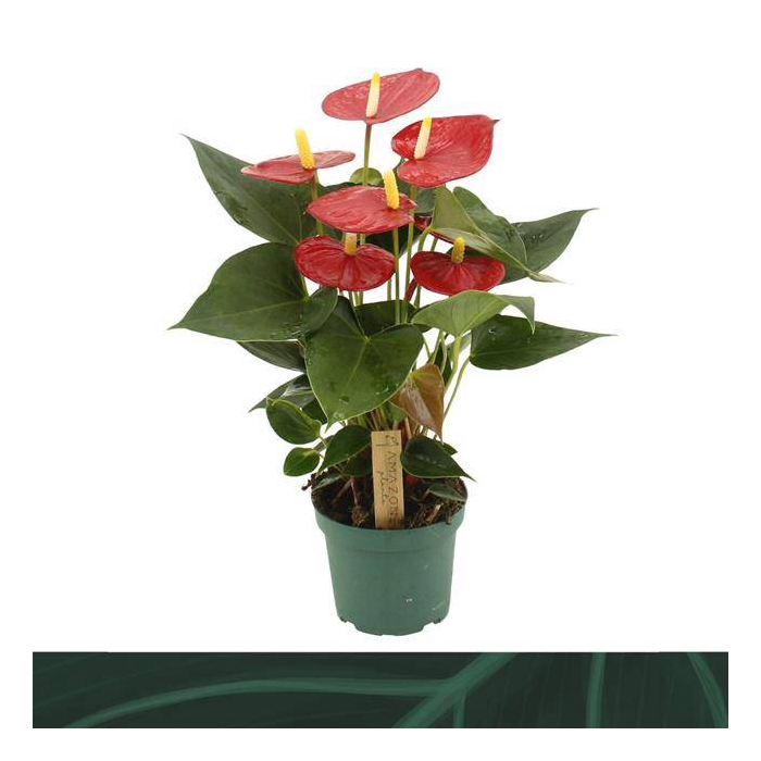 <h4>Anthurium Aroha 12Ø 35cm 5fl</h4>