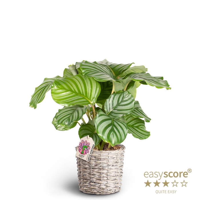 <h4>CALATHEA ORBIFOLIA P20 BASKET</h4>