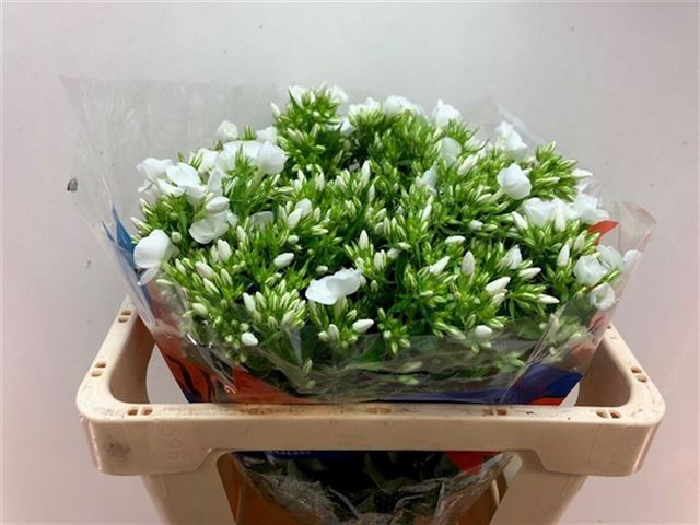 <h4>PHLOX P WHITECAP</h4>