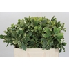 Pittosporum Ilan