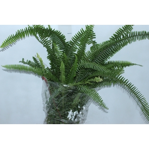 SAMAMBAIA SWORD FERN C21
