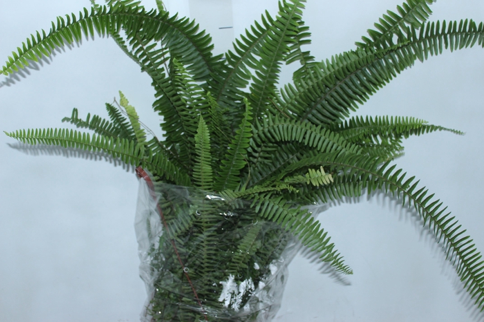 <h4>SAMAMBAIA SWORD FERN C21</h4>