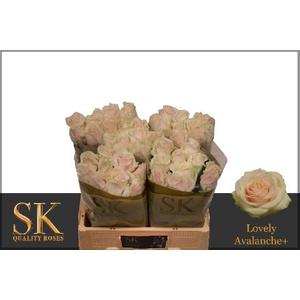 R Gr Lovely Avalanc+