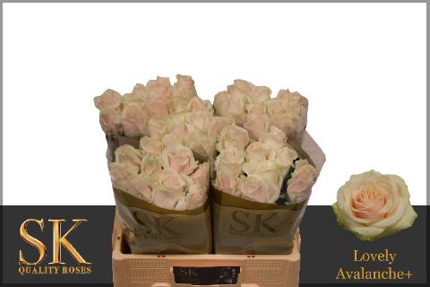 <h4>R Gr Lovely Avalanc+</h4>