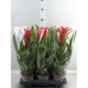 Guzmania   ...