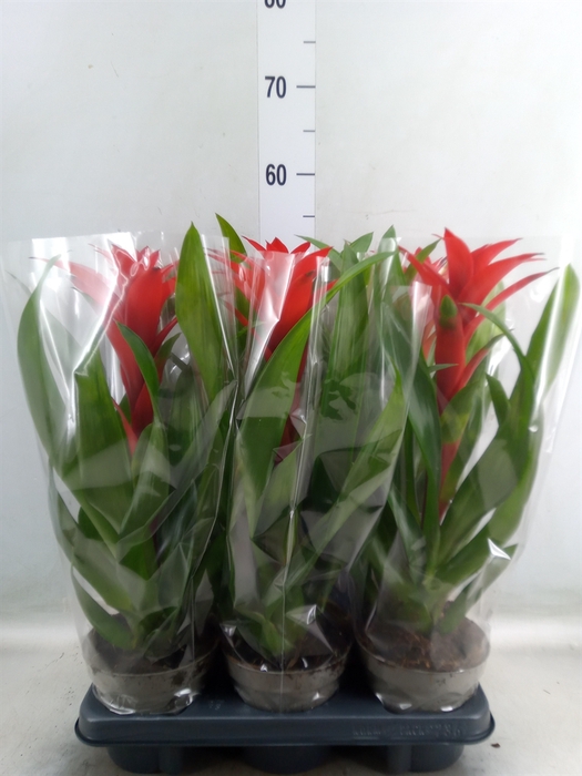 <h4>Guzmania   ...</h4>