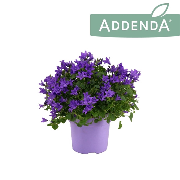 <h4>Campanula Ambella Intense Purple Ton sur Ton</h4>