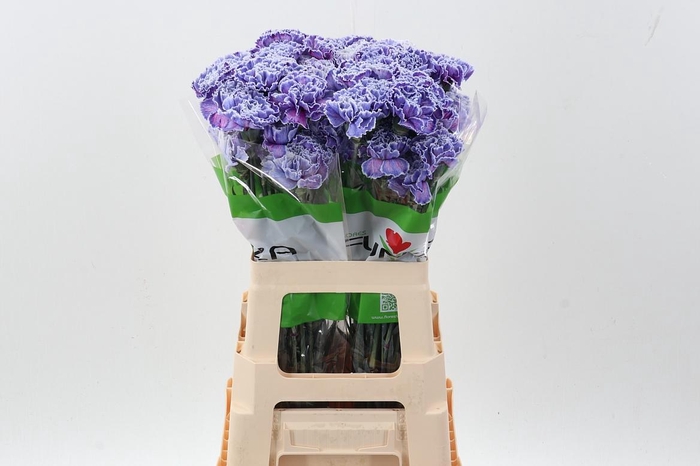 <h4>Di St Tinted Expression</h4>