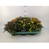 Calathea   ...mix