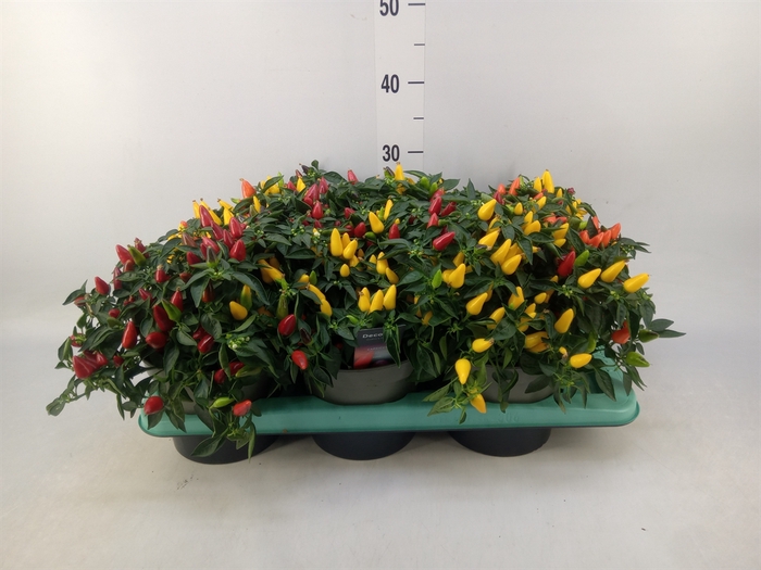 Calathea   ...mix