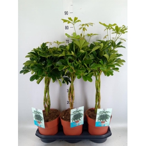 Schefflera arbor. 'Compacta'