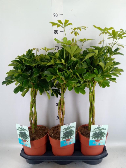 <h4>Schefflera arbor. 'Compacta'</h4>