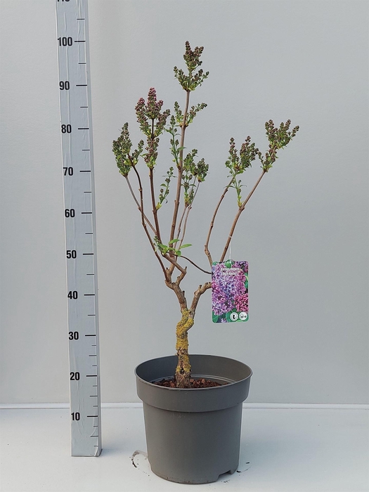 <h4>Syringa vulg.</h4>