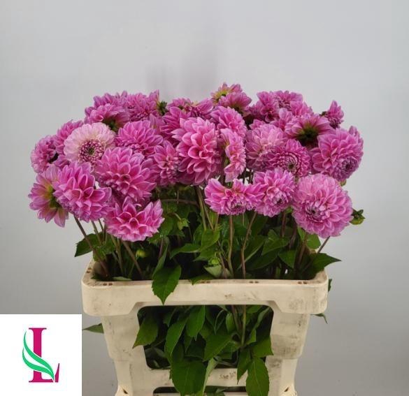 <h4>DAHL BALL SW FABIENN</h4>