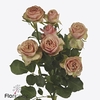 Rosa spray destini