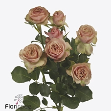Rosa spray destini