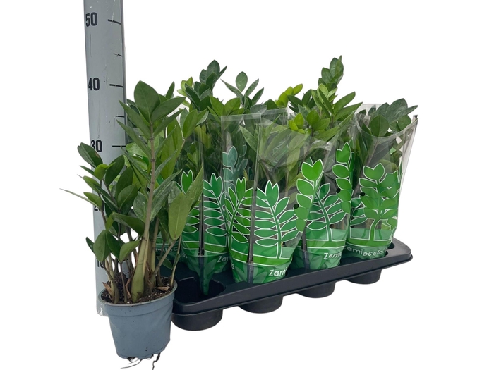 <h4>ZAMIO ZAMIIFOLIA</h4>