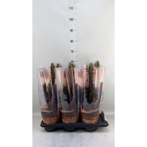 Euphorbia trigona 'Rubra'