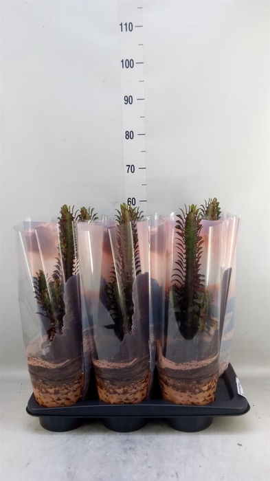 <h4>Euphorbia trigona 'Rubra'</h4>