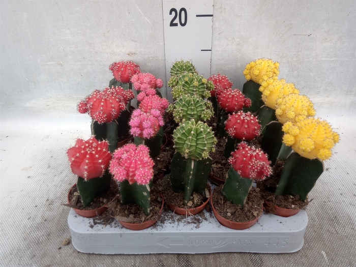 <h4>Gymnocalycium mihanov. 'Japan'  mix</h4>