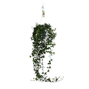 Hedera helix Anna - hang/XXL