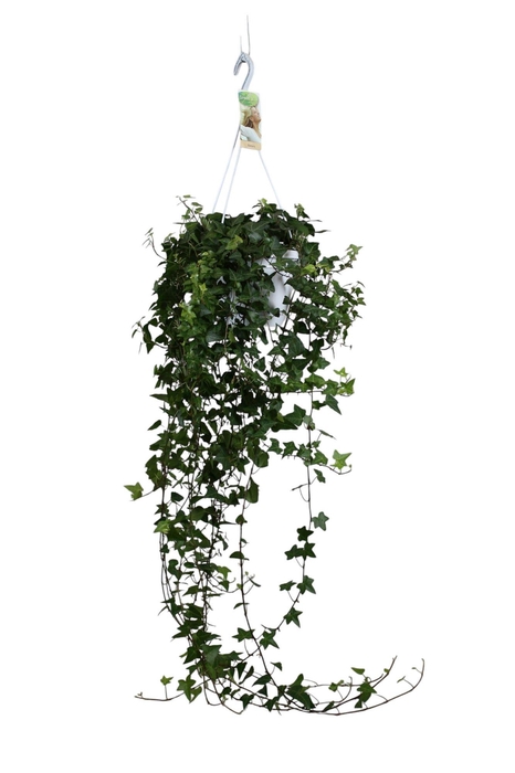 <h4>Hedera helix Anna - hang/XXL</h4>