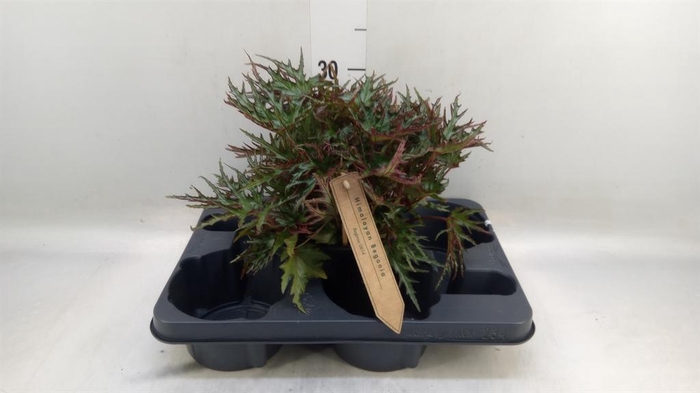 <h4>Begonia BD   ...</h4>