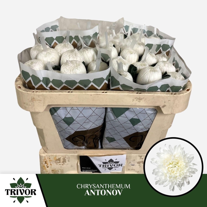 <h4>Chr g Antonov</h4>